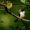 Lejsek belokrky - Ficedula albicollis - Collared Flycatcher 5906